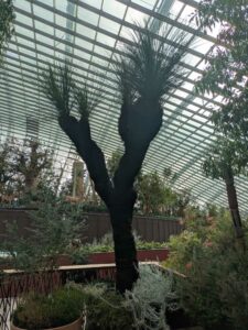 GardensByTheBay2025-122 image from Singapore's Gardens by the Bay - spring 2025