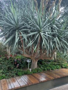 GardensByTheBay2025-126 image from Singapore's Gardens by the Bay - spring 2025