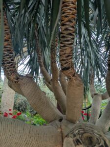 GardensByTheBay2025-127 image from Singapore's Gardens by the Bay - spring 2025