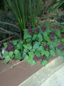 GardensByTheBay2025-128 image from Singapore's Gardens by the Bay - spring 2025