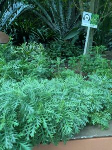 GardensByTheBay2025-131 image from Singapore's Gardens by the Bay - spring 2025