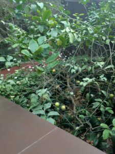 GardensByTheBay2025-142 image from Singapore's Gardens by the Bay - spring 2025