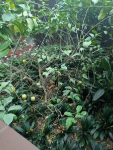 GardensByTheBay2025-143 image from Singapore's Gardens by the Bay - spring 2025