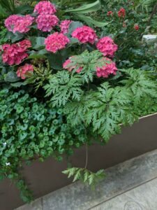 GardensByTheBay2025-148 image from Singapore's Gardens by the Bay - spring 2025