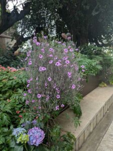 GardensByTheBay2025-151 image from Singapore's Gardens by the Bay - spring 2025