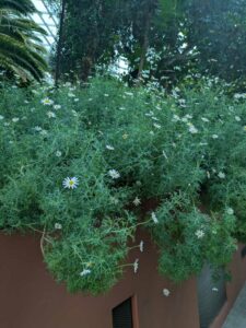 GardensByTheBay2025-153 image from Singapore's Gardens by the Bay - spring 2025