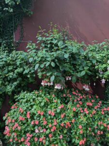 GardensByTheBay2025-168 image from Singapore's Gardens by the Bay - spring 2025