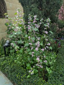 GardensByTheBay2025-170 image from Singapore's Gardens by the Bay - spring 2025