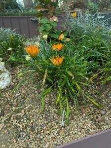 GardensByTheBay2025-19 image from Singapore's Gardens by the Bay - spring 2025