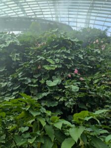 GardensByTheBay2025-192 image from Singapore's Gardens by the Bay - spring 2025