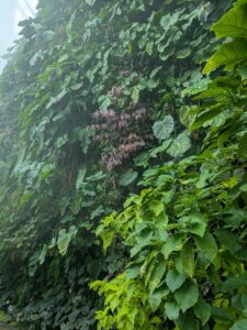 GardensByTheBay2025-193 image from Singapore's Gardens by the Bay - spring 2025