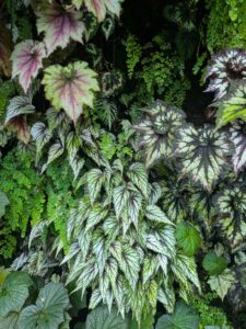 GardensByTheBay2025-195 image from Singapore's Gardens by the Bay - spring 2025