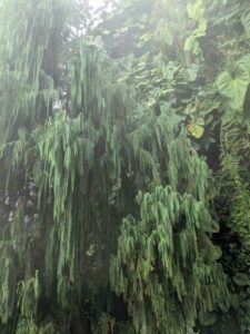 GardensByTheBay2025-196 image from Singapore's Gardens by the Bay - spring 2025