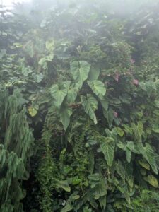 GardensByTheBay2025-198 image from Singapore's Gardens by the Bay - spring 2025