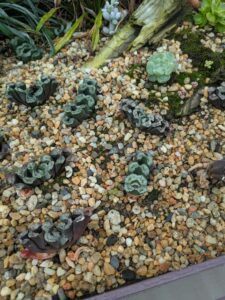 GardensByTheBay2025-20 image from Singapore's Gardens by the Bay - spring 2025