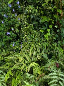 GardensByTheBay2025-201 image from Singapore's Gardens by the Bay - spring 2025