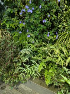 GardensByTheBay2025-202 image from Singapore's Gardens by the Bay - spring 2025