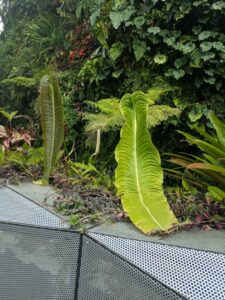 GardensByTheBay2025-206 image from Singapore's Gardens by the Bay - spring 2025