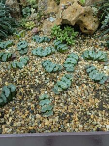 GardensByTheBay2025-21 image from Singapore's Gardens by the Bay - spring 2025