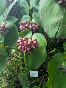 GardensByTheBay2025-211 image from Singapore's Gardens by the Bay - spring 2025