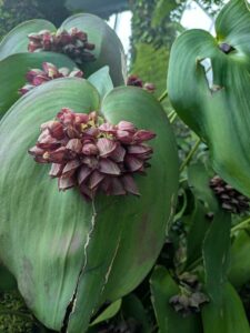 GardensByTheBay2025-212 image from Singapore's Gardens by the Bay - spring 2025