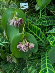 GardensByTheBay2025-213 image from Singapore's Gardens by the Bay - spring 2025