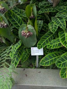 GardensByTheBay2025-214 image from Singapore's Gardens by the Bay - spring 2025