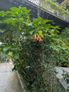 GardensByTheBay2025-216 image from Singapore's Gardens by the Bay - spring 2025