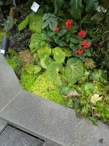 GardensByTheBay2025-218 image from Singapore's Gardens by the Bay - spring 2025