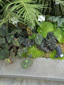 GardensByTheBay2025-219 image from Singapore's Gardens by the Bay - spring 2025