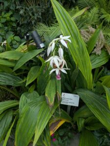 GardensByTheBay2025-220 image from Singapore's Gardens by the Bay - spring 2025