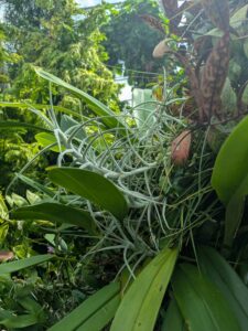 GardensByTheBay2025-223 image from Singapore's Gardens by the Bay - spring 2025