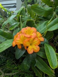 GardensByTheBay2025-224 image from Singapore's Gardens by the Bay - spring 2025