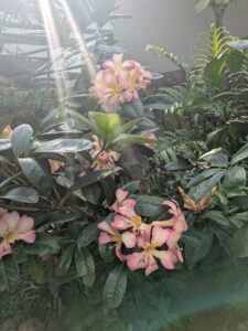 GardensByTheBay2025-226 image from Singapore's Gardens by the Bay - spring 2025