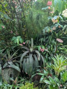 GardensByTheBay2025-227 image from Singapore's Gardens by the Bay - spring 2025