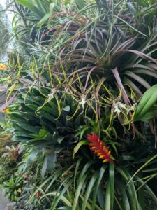 GardensByTheBay2025-229 image from Singapore's Gardens by the Bay - spring 2025