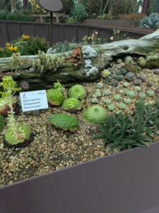 GardensByTheBay2025-23 image from Singapore's Gardens by the Bay - spring 2025