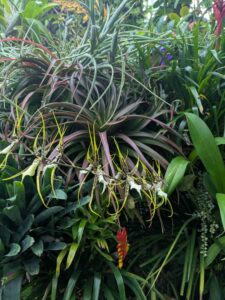 GardensByTheBay2025-230 image from Singapore's Gardens by the Bay - spring 2025