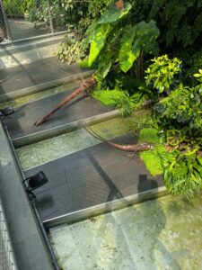 GardensByTheBay2025-237 image from Singapore's Gardens by the Bay - spring 2025