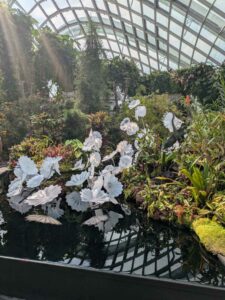 GardensByTheBay2025-239 image from Singapore's Gardens by the Bay - spring 2025