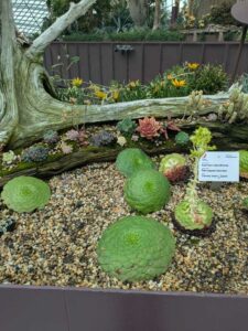 GardensByTheBay2025-24 image from Singapore's Gardens by the Bay - spring 2025