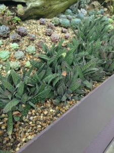 GardensByTheBay2025-25 image from Singapore's Gardens by the Bay - spring 2025