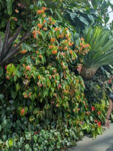 GardensByTheBay2025-252 image from Singapore's Gardens by the Bay - spring 2025