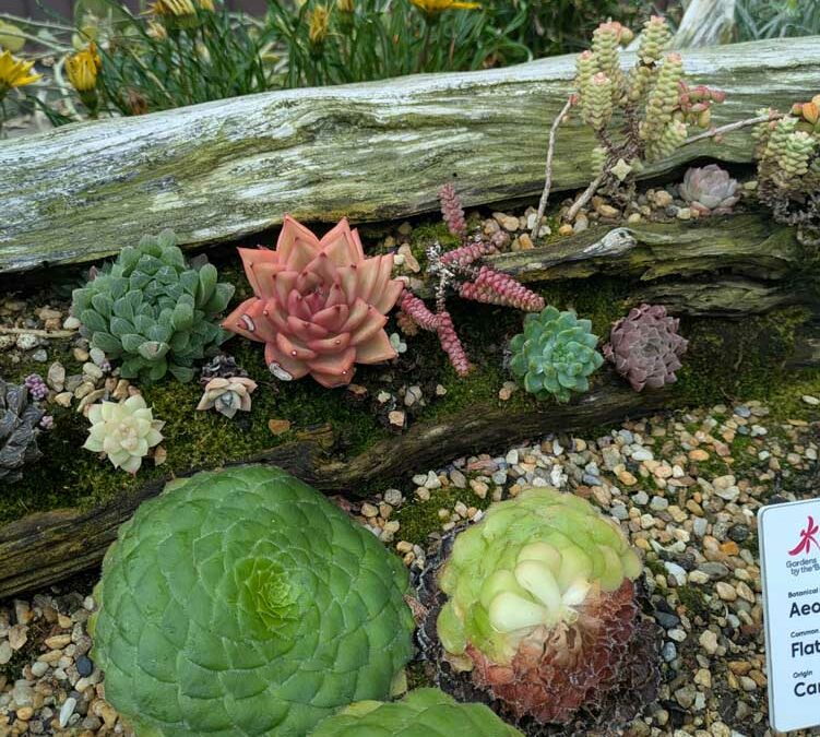 Gardens by the Bay – Singapore – April 2025