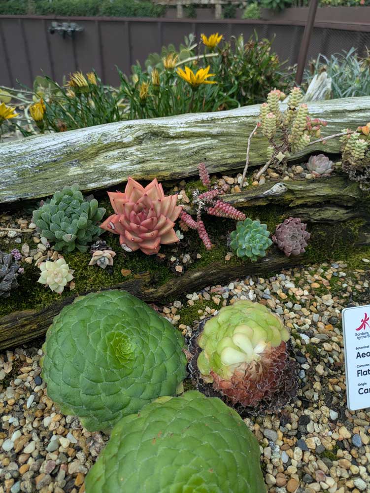 image from Singapore's Gardens by the Bay - spring 2025