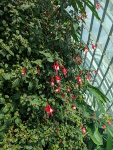 GardensByTheBay2025-261 image from Singapore's Gardens by the Bay - spring 2025