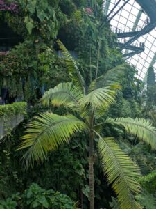 GardensByTheBay2025-265 image from Singapore's Gardens by the Bay - spring 2025