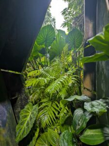 GardensByTheBay2025-270 image from Singapore's Gardens by the Bay - spring 2025