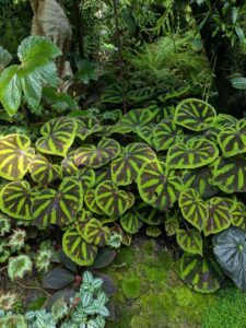 GardensByTheBay2025-273 image from Singapore's Gardens by the Bay - spring 2025