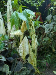 GardensByTheBay2025-275 image from Singapore's Gardens by the Bay - spring 2025